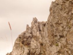 2013-09-08_6Falkenh-Steinfalk (202)14.JPG